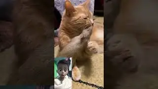 🐯🤣funny animal video🤣🐯 #shorts #funny #catsvsanimals #newshorts #shortsfeed #youtubeshorts