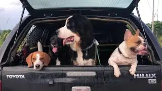 Kennel Software Success