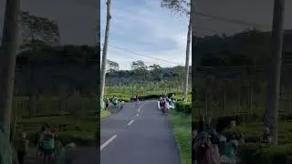 Suasana Pagi di Perkebunan Teh Cibuni Rancabali Ciwidey #bandung