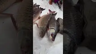 Live fish in mumbai 🐟 giant fish #livefishing #livefishcutting #fishcuttingskills