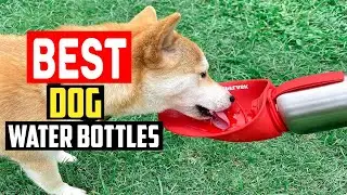 ✅Top 5 Best Dog Water Bottles of 2025