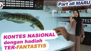 FULL REVIEW Semua Ikan Peserta Bali Channa Contest National #2 (Part Maru Progress-Junior)
