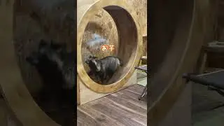 おやつの焼き芋にテンションの上がるタヌキ達 Tanuki excited about baked sweet potatoes as a snack