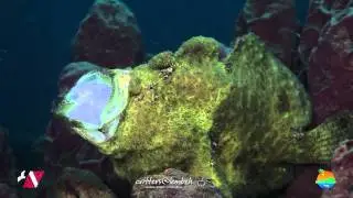 Muck Diving in Lembeh Strait Episode 51
