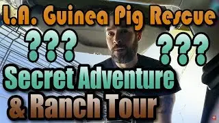 L.A. Guinea Pig Rescue 