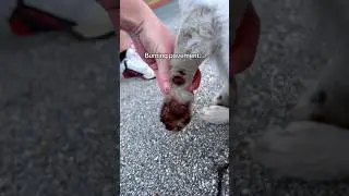 Protect your dog 🫶🏼 #dogs #pets #rescueefforts #puppies