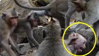 Take Axle Baby Monkey To Integrate with Amari Troupe | Cute Baby Monkey Make Axel Hurt & Cry loudly