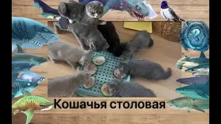 Cat&rsquo;s dining room. #кот #cat #котёнок #котята #котики #рек #реки #пжактив #активвернись #гоактив