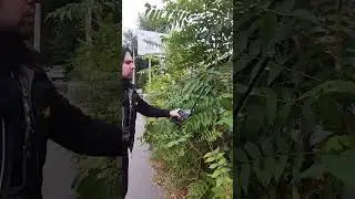 Кусторез-ножницы аккумуляторные SEQUOIA SBHT2012-UNI акция 2199&hearts;️&hearts;️&hearts;️