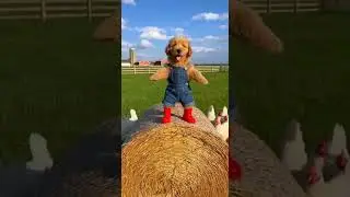 Cutest Dancing Puppy on a Hay Bale 🐶🌾 Funny Watch This Tiny Star Shine #puppy #dance #cute
