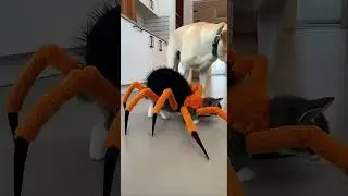 The 🐱 cat scared the dog 🐶 away and stole its dog food. #funny #cats #catsvideo