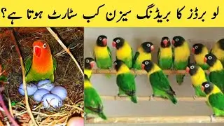 Love birds ka breeding season kab shuru hota| Budgies parrots information|