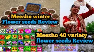 How to grow meesho winter flower seeds ! Meesho 40 flower seeds review