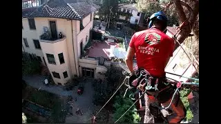 abbattimento controllato grande pino firenze treeclimbing 2022