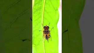 moscaabeja de visita #moscaabeja #fly #slowmotion #lovnat #dandelion