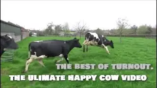 THE BEST OF TURNOUT. THE ULTIMATE HAPPY COW VIDEO