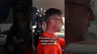 До конца🤪Ты оценишь🐾#блогсобаки #nice #top #memes #funny #photography