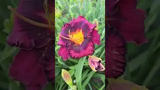 #bloom #flowers #hemerocallis #daylilies #plants #perennial #garden #floriculture #nature #botany