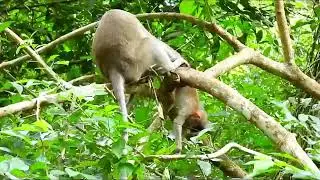 Monkey Grab In Cambodia Good All Monkeys In Khmer #070