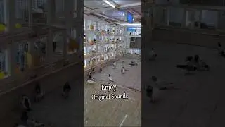 My friend greeting setup😱😱🕊️💕#pigeon #kabootar Hashim Mahmood pigeon #song #punjabi
