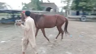 Horse Cross Breeding Process | Amazing Horse Mating Techniques Explained