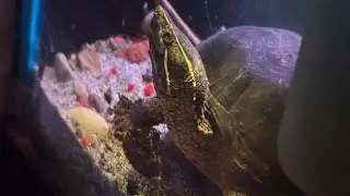 We got new creatures 😉 | musk turtles | Stinkpot  turtle 