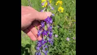 Crested butte, Colorado, wildflower trail. Part 1.