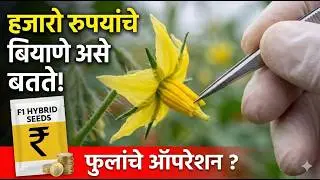 फुलांचे 'ऑपरेशन' करून बियाणे कसे बनवतात? ✂️🔬 Emasculation & Pollination Explained | Agri Science