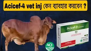 Acicef-4 vet inj কেন ব্যাবহার করবেন ? || ACI ANIMAL HEALTH