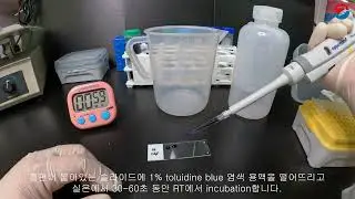Toluidine blue staining