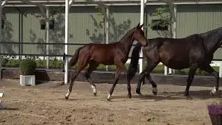 Pride MGJ (Pegase van't Ruytershof x Indoctro)