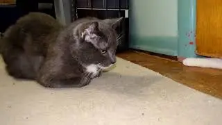 More of Shadow Trying to Win Thunder Over
