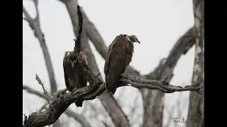 Les Oiseaux du Kruger