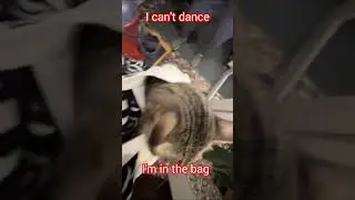 I can't dance - I'm in the bag Не могу танцевать - в сумке я #genesis #мысық #кот #cat #gatos #cute