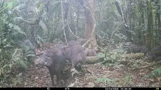 White-lipped peccaries  (Tayassu pecari) at Forest Clearing - Napo Moist Forests