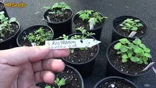 Wild Tomato Grow Out For 2021