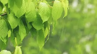 Regen im Wald: Regenger&auml;usche mit Donner zum Einschlafen (7 Stunden)