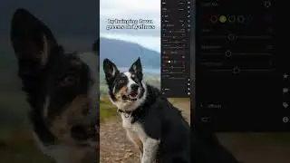 Edit a dog photo in lightroom with us #shorts