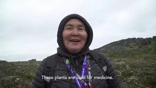 SOI Arctic 2018: Bridging science and Inuit knowledge of Arctic plants