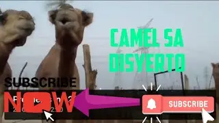 visiting the camel and give them the food#camel #food #enjoy