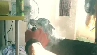 Собака и вода Slow-mo dog