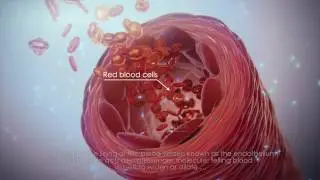 Nitric Oxide Animation with Subtitles