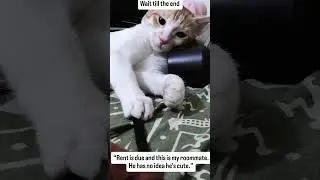 He pays 0 bills, but I love him your honor 🧿🧿 #catvideos #catlovers #viralvideo #rescuecat