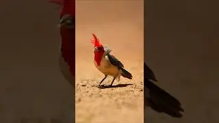 like inspecting its own little kingdom.A Cardinal with red plumage head feathers.