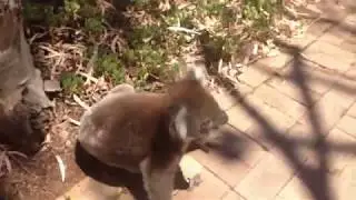 Koala Screams | Earrape