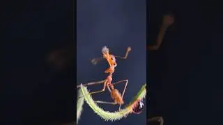 Ant-agonist....😳🐜| Amazing macro mobile ant videography #macro #ants #mobilevideo