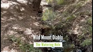 Wild Mount Diablo : THE WATERING HOLE