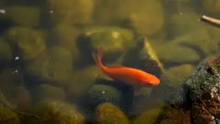 The hidden environmental impacts of goldfish and aquariums