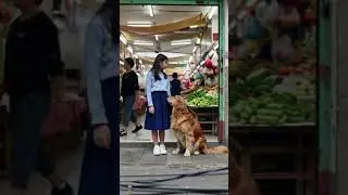 Girl and Her Golden Retrievers' Everyday Moments