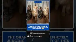 Orange cat judges his siblings getting chin scratches! 🤨😂 #CatMeme #Shorts #FunnyCats